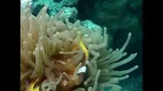 Искусственные рифы на дне океана!