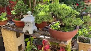 Jardín octubre 2021