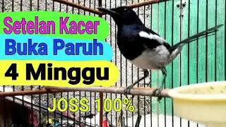 Setelan Kacer Buka Paruh 4 Minggu, JOSS!!