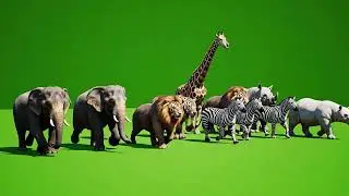 New Circus Animal Stampede Green Screen | Wild Animals Running In One Frame