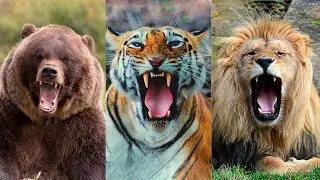 Лев, медведь, тигр: кто из них самый сильный?