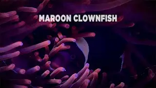 MAROON CLOWNFISH