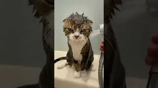 cat or ow biili #biili #tiktok #shorts #cat #bhoot #BIILI
