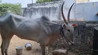 சீதபால் Ravi  அவர்களின் Rekla காளைகள் - Rekla race #rekla_race_2023 #reklarace #reklam