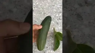 #черенкованиегортензий