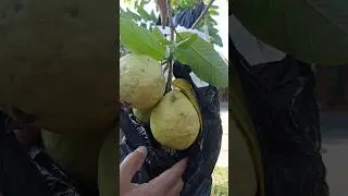 New Harvest Guava