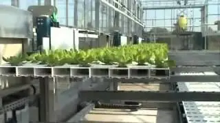 Hydroponic Lettuce Automation In Belgium