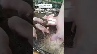 Mother Pig And cutties Baby pig NEW INVESTMENT