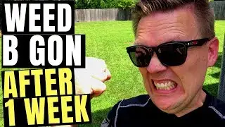 Ortho WEED B GON After One Week - Does it Work???