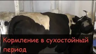 Feeding cows during the dry period