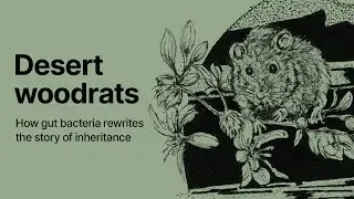 Desert woodrats: How gut bacteria rewrites the story of inheritance