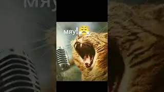 кота зовут Перчик😼