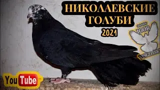 Николаевские голуби. Вечерний подъем 2021