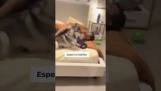 Sapphie la pomsky reacciona a un estornudo 🤧 #shorts