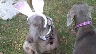 Howl-O-Weim Blue n June 11-08