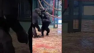 Can you tell which are the young male and which are the young female gorillas? #gorilla #play