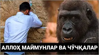 Қуръон Қандай Қилиб Яҳудийларни Маймунга Айлантириб Қўйган?