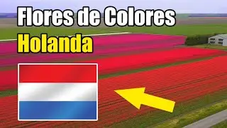 Holanda - Flores de Colores