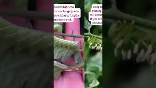 What to do About Caterpillars Eating Your Tomatoes #shorts #growingtomatoes #gardeningtips