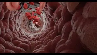 How to create a blood flow in Blender 2.8? / Blender Tutorials