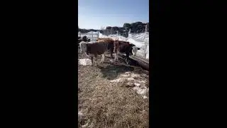 Ферма Золотой Бычок в прямом эфире!