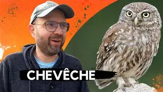 Comment Observer et Photographier une Chouette Chevêche d'Athéna? #animals  #photographie #chouette