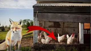 Can ducks help secure your chicken coop?