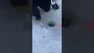Ловим форель на актив