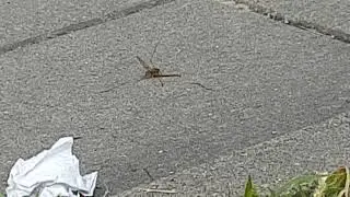 Bug and bee fight!