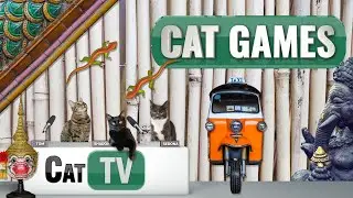 Cat Games | 🦎 Larry the Lizard's Thailand Adventure! 🇹🇭 | Lizard Videos For Cats to Watch 😼