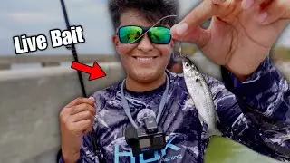 This is What We Catch Using LIVE Bait Fish Around a BRIDGE!!
