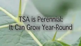 Identifying Tropical Soda Apple