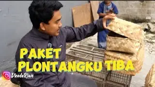 PAKET PLONTANGKU TIBA‼️