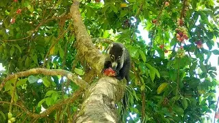 Water Apple Tree - Tico Times