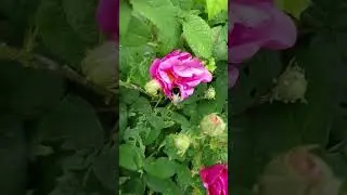 Кавер И.Вальтер - Тянусь