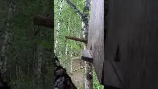 В КАКИЕ ЛОВУШКИ ЛУЧШЕ ЛОВИТЬ РОИ! Третий рой на на ловчем месте.