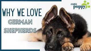 Why We Love the German Shepherds | Euro Puppy