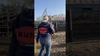 Branding cattle