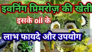 evening primrose की खेती।evening primrose oil के फायदे।