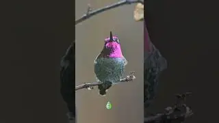 La BELLEZA de los COLIBRÍES es INDESCRIPTIBLE 🐦💖 #colibri #animales #naturaleza