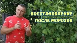 Что делать если замёрз инжир ?