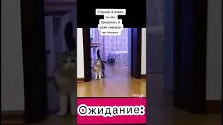 Expectation/reality#shorts#memes#смех