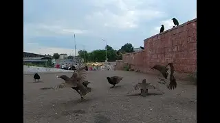 Скворцы у метро Выхино. Ручные птицы. 360VR