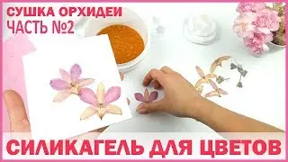 HERBARIUM 💗 HOW TO DRY AN ORCHID? 💗 SILICA GEL FOR FLOWERS