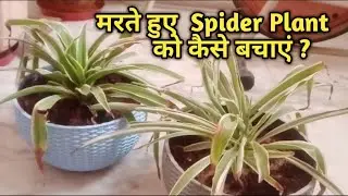 How to save Drying Spider Plant|सूखे एवं मरते Spider Plant को कैसे बचाएं?