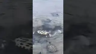 Hayvanlardaki Dayanışma İnsanlarda Yok!