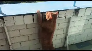 Лаврик передаёт вам всем большой привет!
