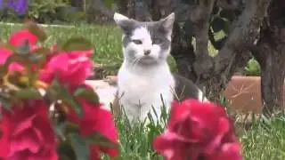 Кот и оса