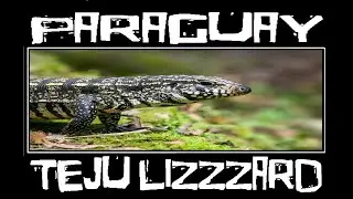 TEJU ECHSE - TEJU LIZARD - PARAGUAY 2023
