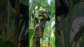 Flowering banana lakatan #farmer #bananafarmer